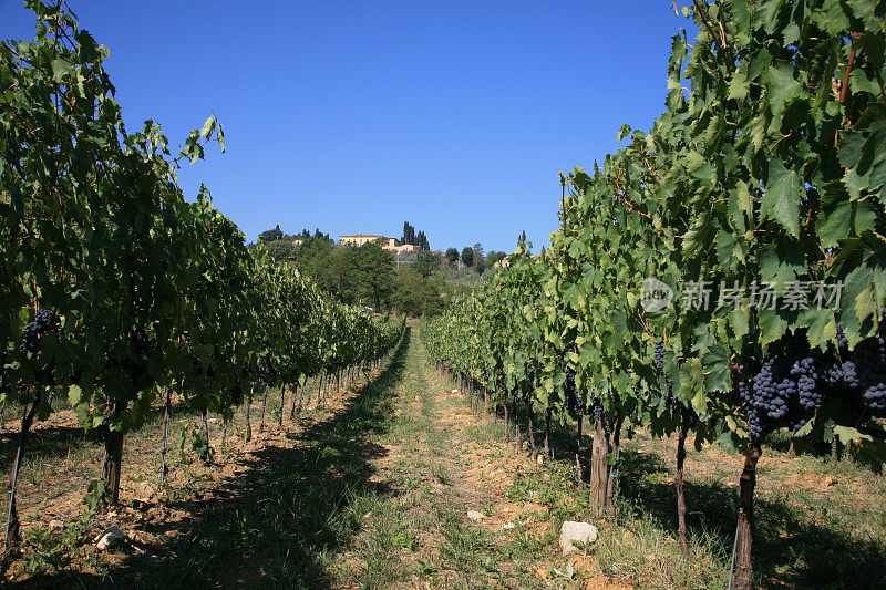 Chianti Row的葡萄园